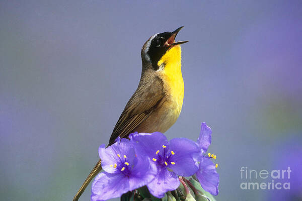 Animal Poster featuring the photograph Common Yellowthroat by Steve and Dave Maslowski