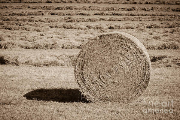 Hay Bales Poster featuring the photograph Concentric by Tamara Becker