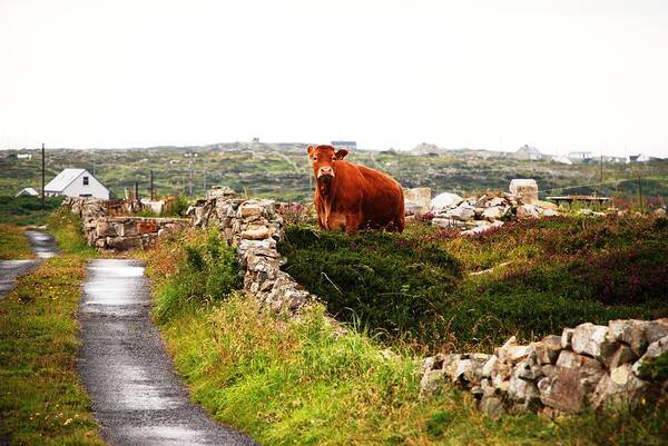 Red Poster featuring the photograph Connemara Cow by Norma Brock