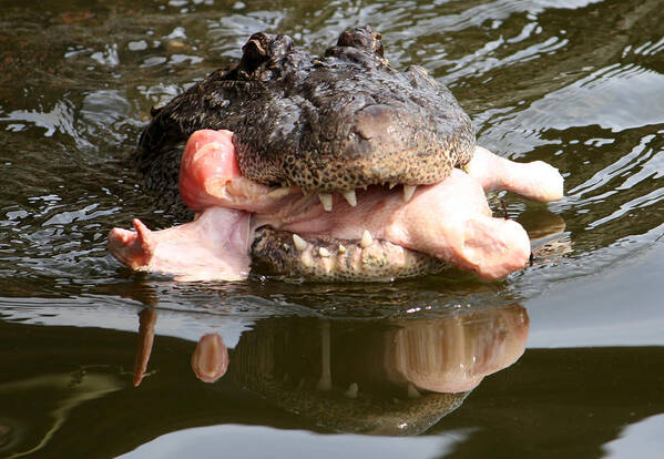 Gatorland Poster featuring the photograph Contented by David Nicholls