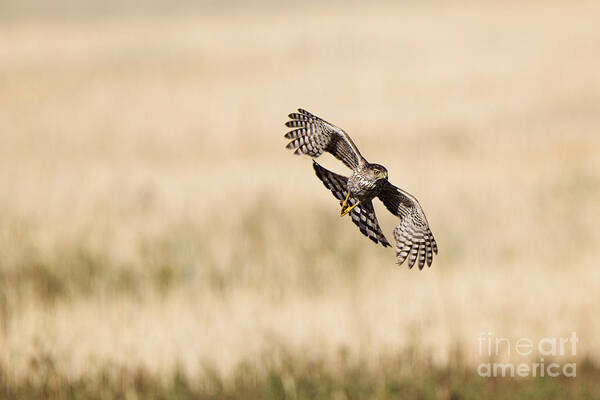 Coopers Hawk Poster featuring the digital art Coopers Hawk on the Prowl by Susan Gary