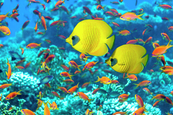 Tranquility Poster featuring the photograph Coral Reef Scenery With Golden by Georgette Douwma