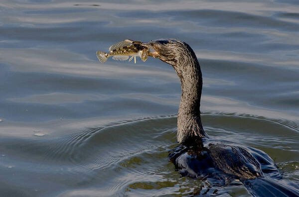 Pelagic Cormorant Poster featuring the photograph Cormorant with Fish by Betty Depee