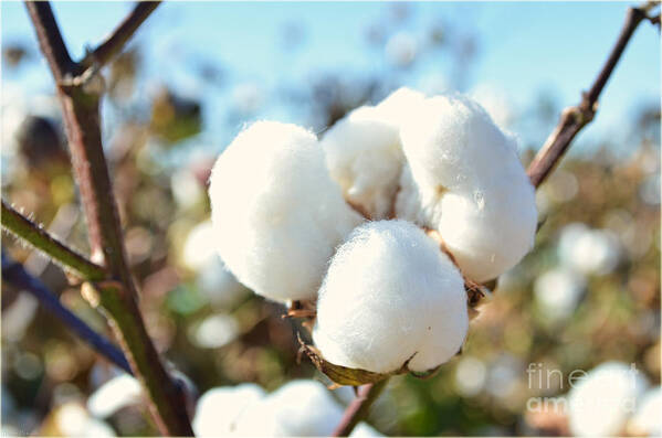 Nature Poster featuring the photograph Cotton Boll IV by Debbie Portwood