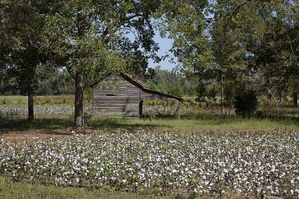 Alabama Poster featuring the photograph Cotton in Rural Alabama by Mountain Dreams