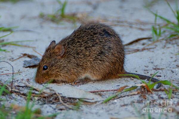 Cotton Rat Poster featuring the photograph Cotton Rat by John Harmon