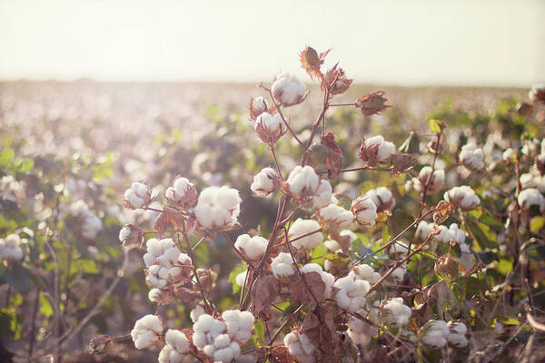 Cotton Plant Poster featuring the photograph Cottonfield by Julia Goss