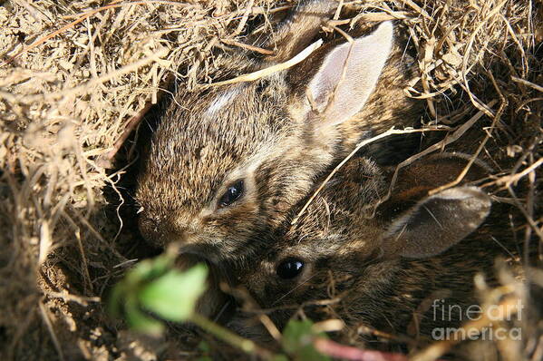 Rabbit Poster featuring the photograph Cottontail Kits by Neal Eslinger