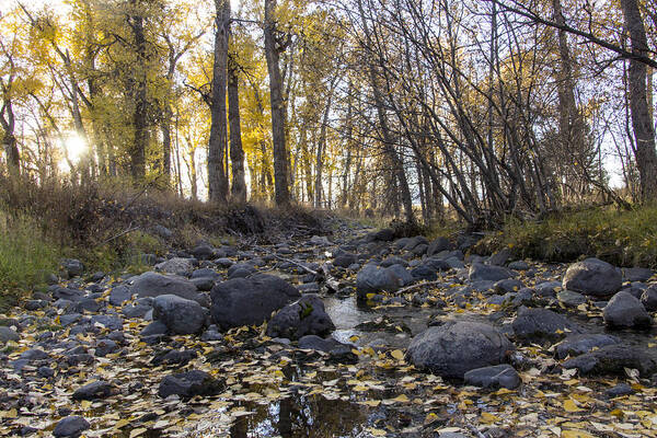 Autumn Poster featuring the photograph Cottonwood Creek near Deer Lodge Montana by Dana Moyer