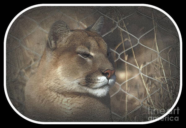  Cougar Poster featuring the photograph Cougar as Art 2 by Jim McCain