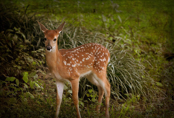 Fawn Poster featuring the photograph Could it be Bambi by Linda Segerson