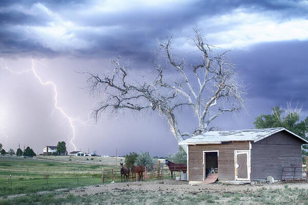 Country Poster featuring the photograph Country Horses Lightning Storm CO  by James BO Insogna