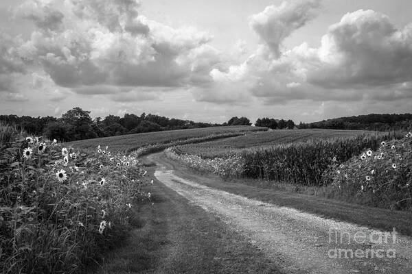 Sunflower Poster featuring the photograph Country Road by Chris Scroggins