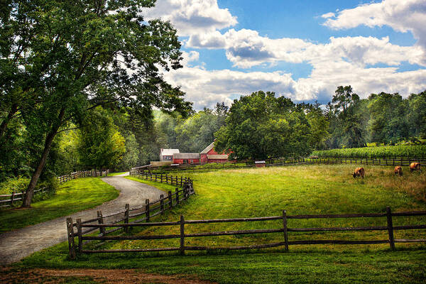 Cow Poster featuring the photograph Country - The pasture by Mike Savad
