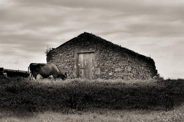 America Poster featuring the photograph Cow grazes at rustic barn by Joseph Amaral