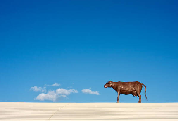 Clouds Poster featuring the photograph Cow On A Hot Tin Roof by Mary Lee Dereske
