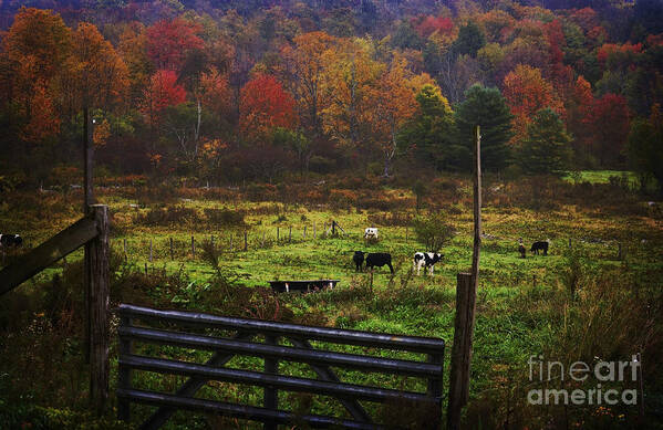 Cows Poster featuring the photograph Cow Pasture in Autumn by Debra Fedchin