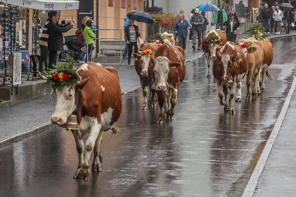 Cow Poster featuring the photograph Cows in Wengen Switzerland by Tom and Pat Cory