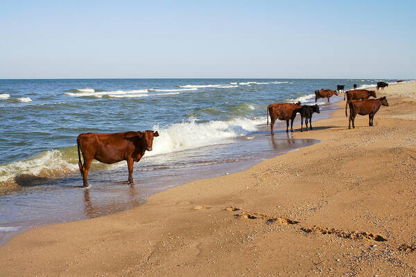 Cow Poster featuring the photograph Cows on the beach by Serhii Odarchenko