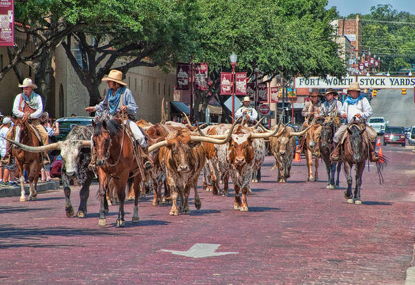 Animals Poster featuring the photograph Cowtown Cattle Drive by David and Carol Kelly