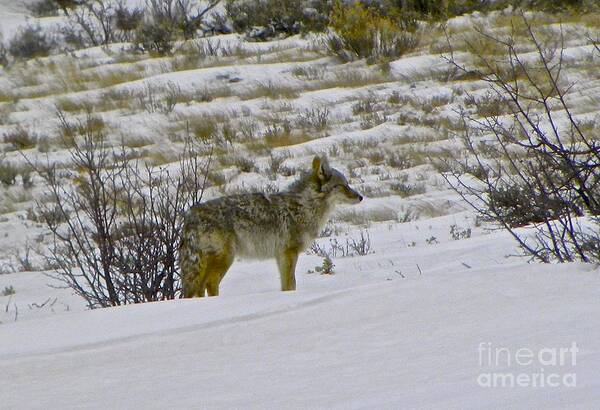 Coyote Poster featuring the photograph Coyote In The Snow by Tisha Clinkenbeard