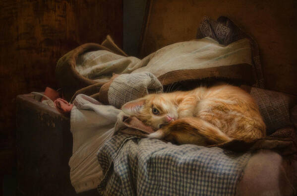 Cat Poster featuring the photograph Cozy by Robin-Lee Vieira