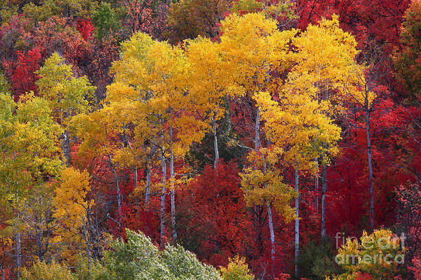 Autumn Poster featuring the photograph Crazy Color by Bill Singleton