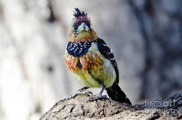 Crested Barbet Poster featuring the digital art Crested Barbet by Pravine Chester