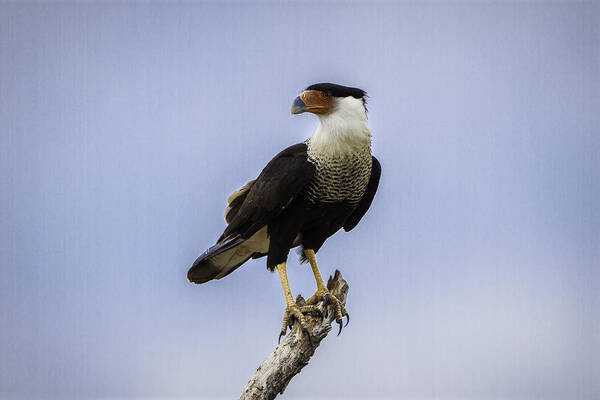 Bird Poster featuring the photograph Crested Caracara by Donald Brown