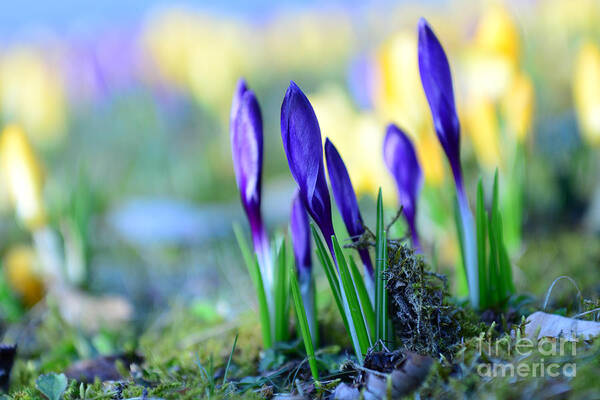 Bokeh Poster featuring the photograph Crocus by Hannes Cmarits
