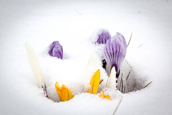 Canada Poster featuring the photograph Crocus in the snow by Nick Mares