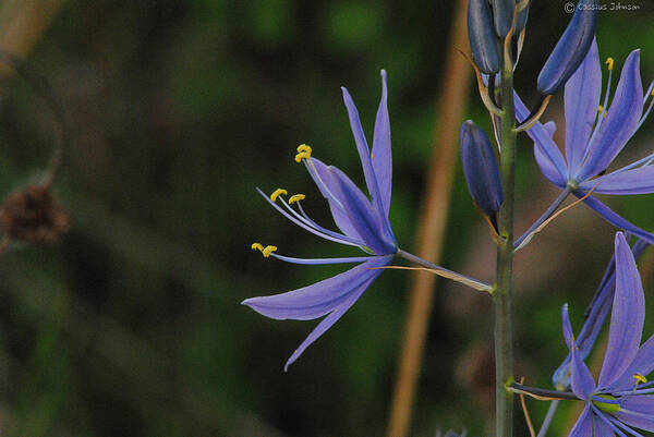 Wild Crocus Poster featuring the photograph Crocus Sativus by Cassius Johnson