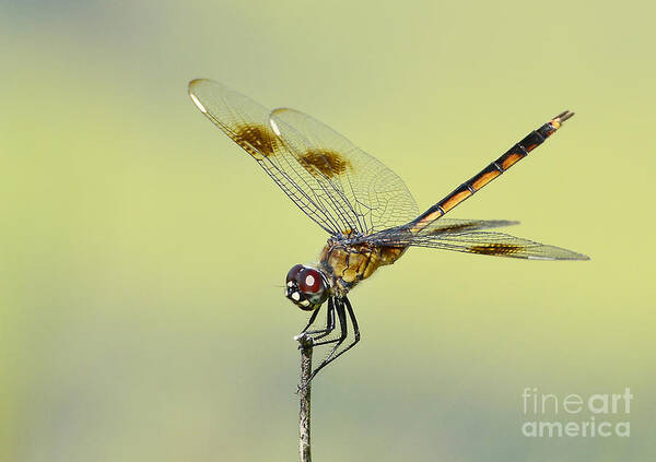 Dragonfly Poster featuring the photograph Crouching Dragonfly by Kathy Baccari