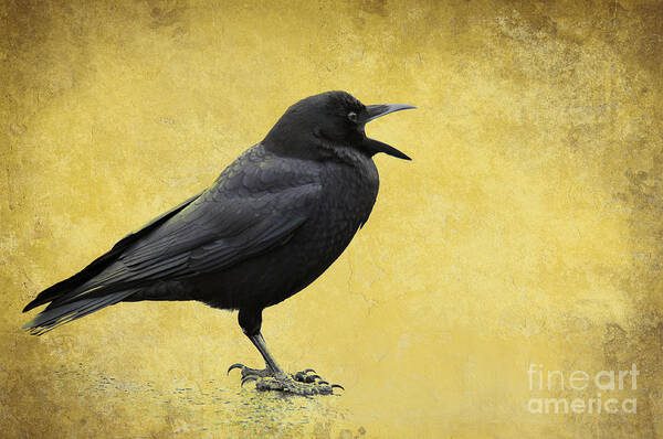 Texture Poster featuring the photograph Crow - D009393-a by Daniel Dempster
