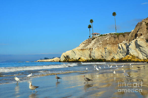 Pismo Beach Poster featuring the photograph Crowded Beach by Debra Thompson