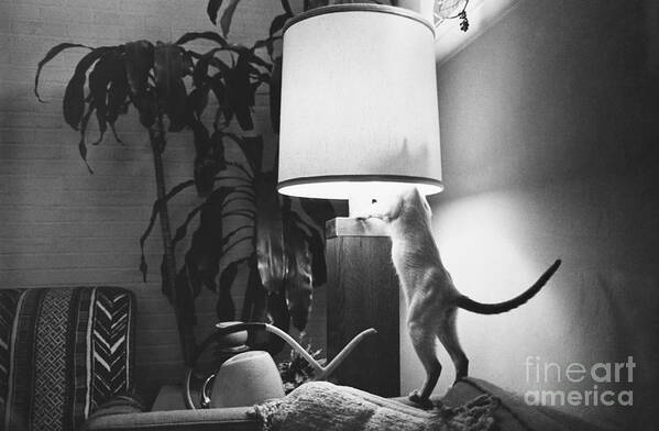 Domestic Animal Poster featuring the photograph Curiosity Might Kill This Cat by Lynn Lennon