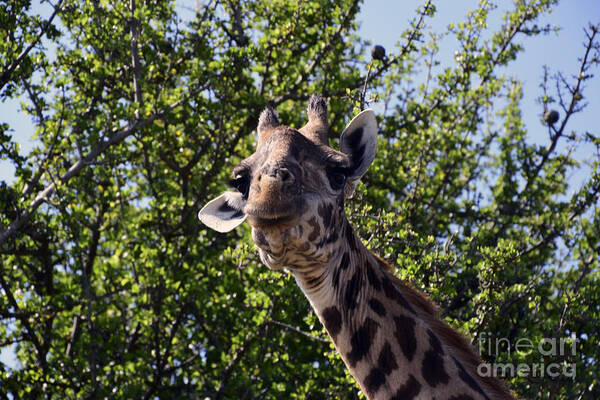 Massai Mara Poster featuring the photograph Curious Giraffe by AnneKarin Glass