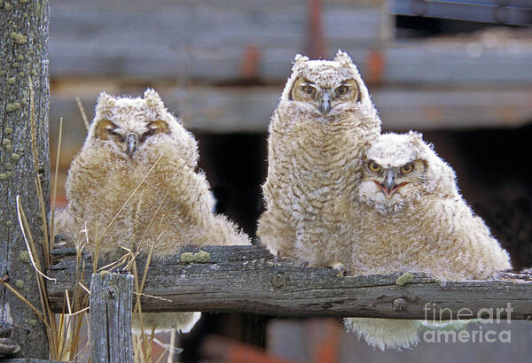 Great Horned Owls Poster featuring the photograph Curly Moe and Miss Congeniality by Gary Beeler