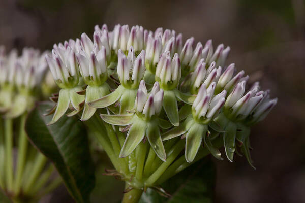 Asclepias Curtissii Poster featuring the photograph Curtiss' Milkweed #3 by Paul Rebmann