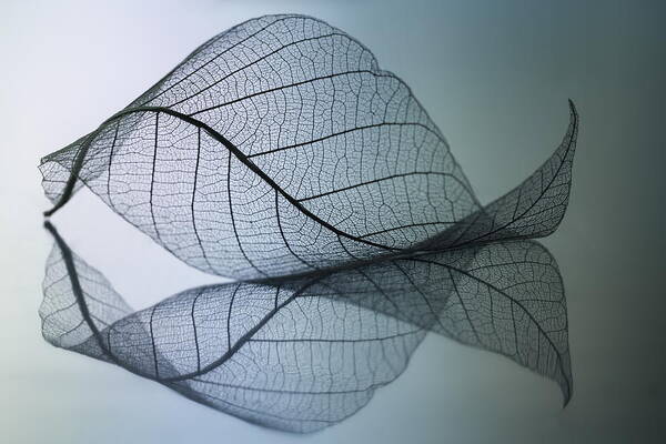 Leaf Poster featuring the photograph Curvaceousness by Shihya Kowatari