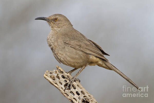 Curved- Billed Thrasher Poster featuring the photograph Curved bill on cactus rib by Bryan Keil