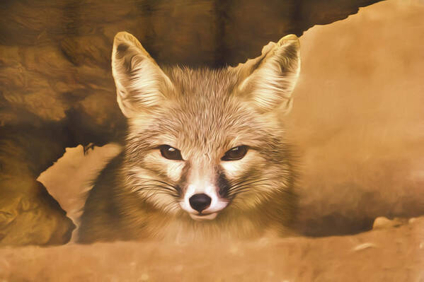 Animal Poster featuring the photograph Cute Fox by Brian Cross