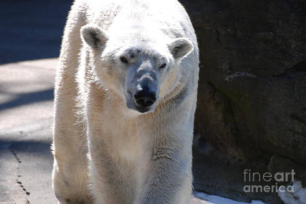 Polar Bear Poster featuring the photograph Cute Polar Bear by DejaVu Designs