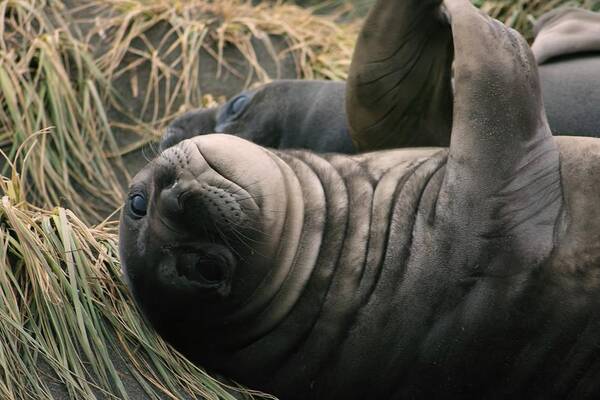 Juvy Elephant Seal Poster featuring the photograph Cute Seal by Amanda Stadther