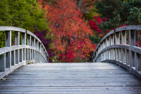 Japanese Garden Poster featuring the photograph Cypress Bridge by Sebastian Musial