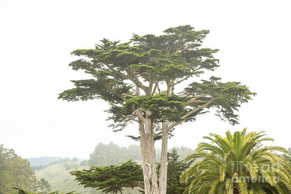 Cypress Poster featuring the photograph Cypress in the Morning by Natural Focal Point Photography