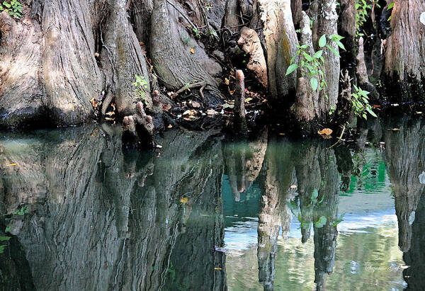 Swamp Poster featuring the photograph Cypress Swamp in Reflection by Suzanne Gaff