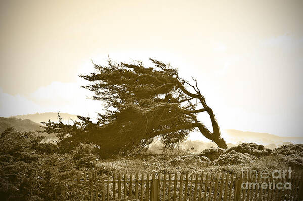 Monterey Cypress Poster featuring the photograph Cypress Trees in Monterey by Artist and Photographer Laura Wrede