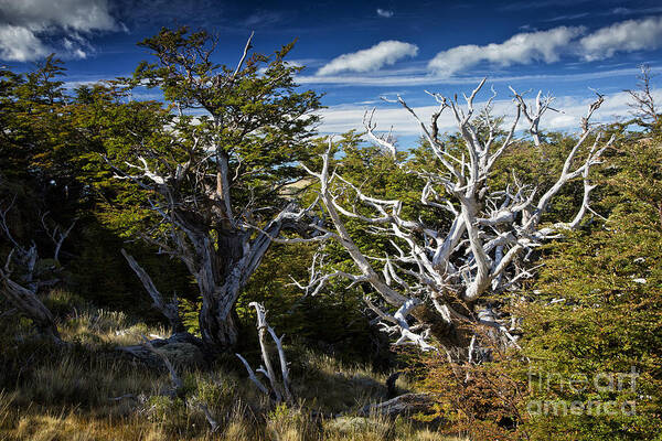 Patagonia Poster featuring the photograph Dead Wood by Timothy Hacker