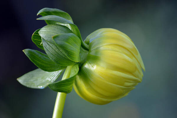 Dahlia Poster featuring the photograph Dahlia Bud. by Terence Davis